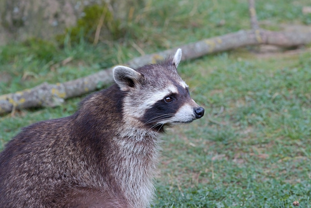 zoogdieren hdr natuur huisdieren zoogdier huisdier mammalia natuurmonumenten staatsbosbeheer zoo dierentuin